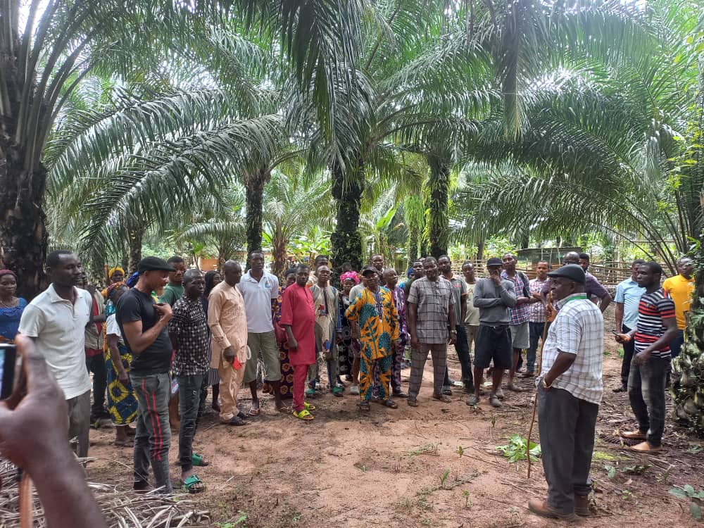 Smallholder farmers gathered for a field briefing under mature oil palms