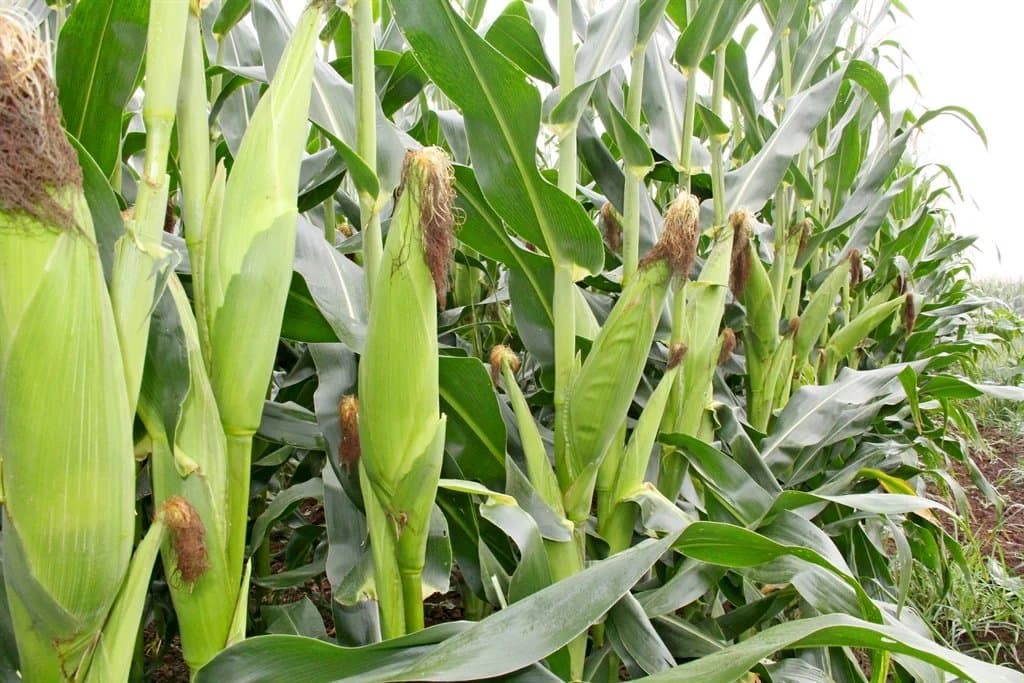 Rows of maize with ripening cobs