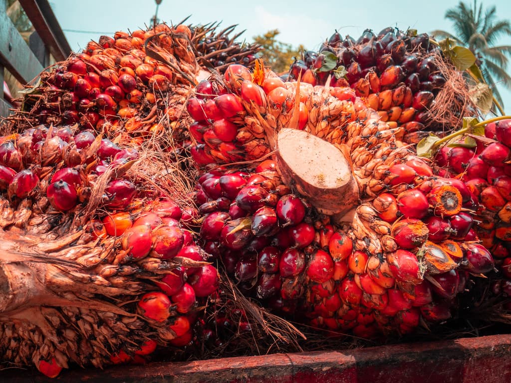 Freshly harvested oil palm fruit bunches loaded on a truck